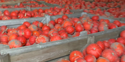 Sprzedam dynię Hokkaido odmiany FlexiKuri Ilość około 70 ton