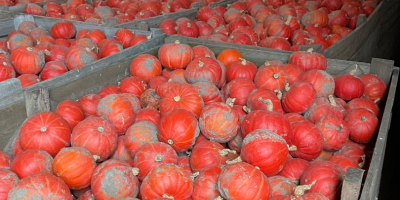 Sprzedam dynię Hokkaido odmiany FlexiKuri Ilość około 70 ton