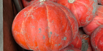 Sprzedam dynię Hokkaido odmiany FlexiKuri Ilość około 70 ton