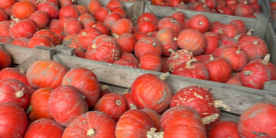 Sprzedam dynię Hokkaido odmiany FlexiKuri Ilość około 70 ton