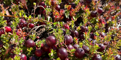 Sprzedam żurawinę wielkoowocową, z plantacji, w hurcie 20 zł/kg,