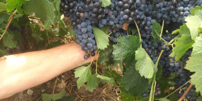 Winogrona z francuskich klonów, idealne do produkcji wysokiej jakości