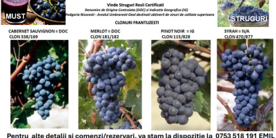 Winogrona z francuskich klonów, idealne do produkcji wysokiej jakości