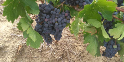 Winogrona z francuskich klonów, idealne do produkcji wysokiej jakości