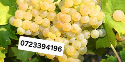 Sprzedam winogrona na wino - odszypułkowane w cenie -