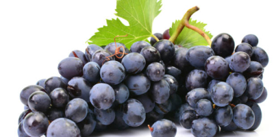 Sprzedam winogrona na wino - odszypułkowane w cenie -