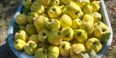 Sprzedam pigwę ekologiczną 500 kg