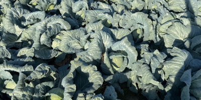 Sprzedam kapustę w dużych ilościach 3-5 kg, idealna do