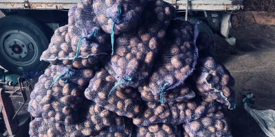 Ziemniaki Soraya wielkość 55+. Produkt z ekologicznej uprawy, bez