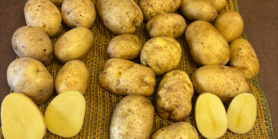 Oferujemy ziemniaki z własnej produkcji z FITO, z możliwością