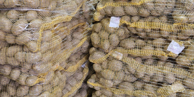 Oferujemy ziemniaki z własnej produkcji z FITO, z możliwością