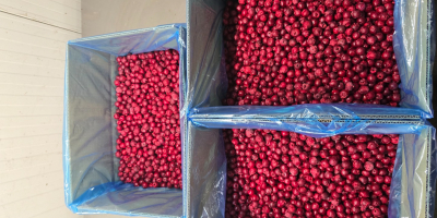 Wiśnie drylowane IQF 1cl. Oblacinska
