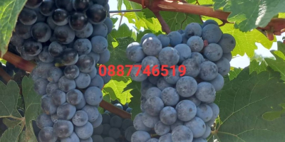 Winogrona Cabernet Sauvignon i Rkatsiteli. Okręg Płowdiw, z Matenicą,