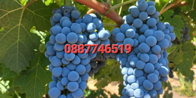 Winogrona Cabernet Sauvignon i Rkatsiteli. Okręg Płowdiw, z Matenicą,