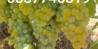 Winogrona Cabernet Sauvignon i Rkatsiteli. Okręg Płowdiw, z Matenicą,