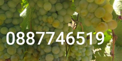 Winogrona Cabernet Sauvignon i Rkatsiteli. Okręg Płowdiw, z Matenicą,