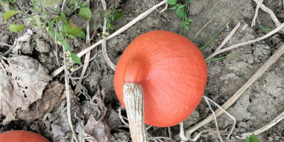 Witam, mam na sprzedaż dynie odmiany Hokkaido | Red