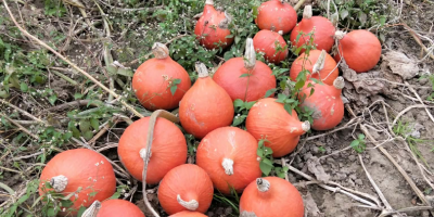 Witam, mam na sprzedaż dynie odmiany Hokkaido | Red