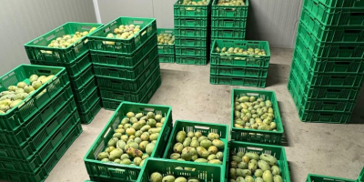 HURTOWNIA: Miąższ z owoców papai (Asimina Triloba) Oferujemy najwyższej