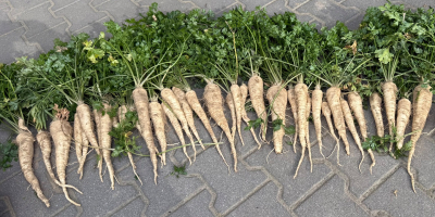 Pietruszka pomimo mocnej suszy w tym roku jest naprawdę