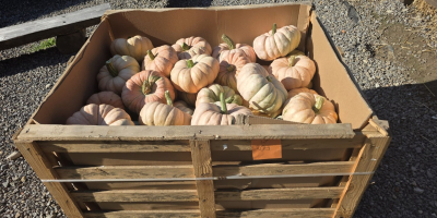 Sprzedam dynie po atrakcyjnej cenie - 1000 zł za