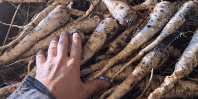 Witam serdecznie, sprzedam pietruszkę odmiany Arat, kopana za nać