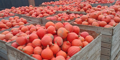 Gatunek dyni: Hokkaido Ilość: do 50 ton, możliwy odbiór
