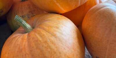 Sprzedam dynię zwyczajną jadalna, hokaido, halloweenową i ozdobną. Zapraszam