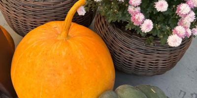 Sprzedam dynię zwyczajną jadalna, hokaido, halloweenową i ozdobną. Zapraszam