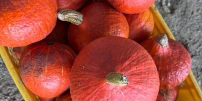 Sprzedam dynię zwyczajną jadalna, hokaido, halloweenową i ozdobną. Zapraszam
