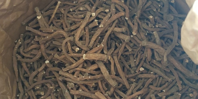 Sprzedam korzeń mniszka lekarskiego suszony. 2,5 t.