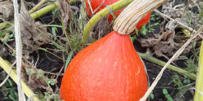 Dynia hokkaido: Orange, Amoro, Uchiki Kuri . Zrywam i