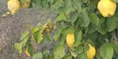 Sprzedaję certyfikowane pigwy ekologiczne, z certyfikatem ekologicznym obejmującym dystrybucję