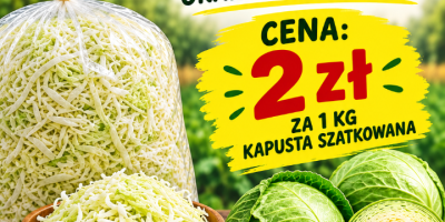 Sprzedam kapustę białą w główkach oraz szatkowana. Świeża prosto
