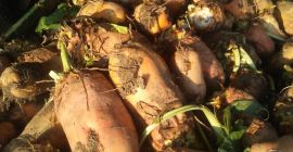 wITAM MAM NA SPRZEDAZ BURAKI PASTEWNE DUŻE ILOSCI. wIĘCEJ