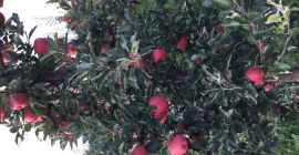 Sprzedam galę must 50 t. Oraz red cap,golden,ligol,gruszkę xenię.Tel.605945360