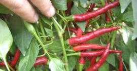 Czereśniówka Chili