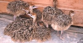 Jesteśmy profesjonalnymi dostawcami żywych strusi, żyznych jajek strusich i