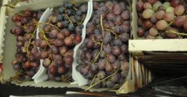 Do sprzedania hurtowe ilości Winogrona różowego Red Globe pakowane