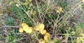 Sprzedam owoc pigwowca japońskiego pochodzący z ekologicznej plantacji