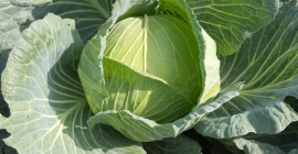Coolwrap, Kapusta płaska, odmiana Fildwinner F1. Sprzedam kapustę idealna