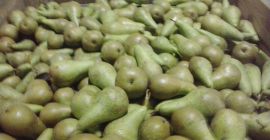 Sprzedam gruszkę Konferencję, Lukas 5-6,6-7,7+