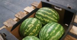 Sprzedam arbuz świeży, ładny, soczysty. Import Węgry. Opakowanie dowolne: