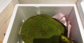 JackFruit może być też nazywany dżakfrut przez innych jeszcze