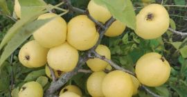 Sprzedam owoce pigwowca japońskiego oraz pigwy wielkoowocowej. Owoce dojrzałe,