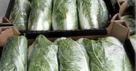 Sprzedam Kapustę Pekińska. Towar świeży, czysty, ładny zielony. Szykowany