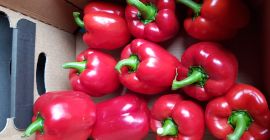 Sprzedam paprykę klasa I czerwoną, żółtą, zieloną z tunelu