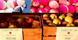 Jabłka na sprzedaż w ilościach detalicznych i hurtowych. Aktualnie