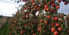 Sprzedam jabłka Champion Reno, prosto z sadu, ok. 20t.