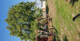 Sprzedam smaczne orzechy włoskie tegoroczne. Drzewo bez żadnych opryskow